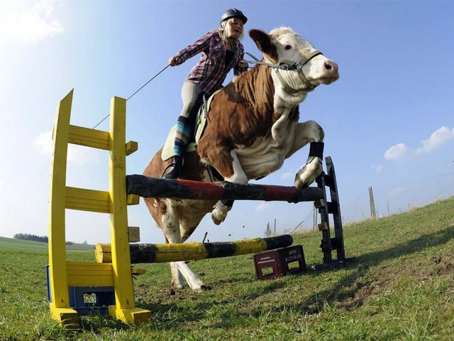 Статьи о коровах в Промышленной | ЗооТом портал о животных