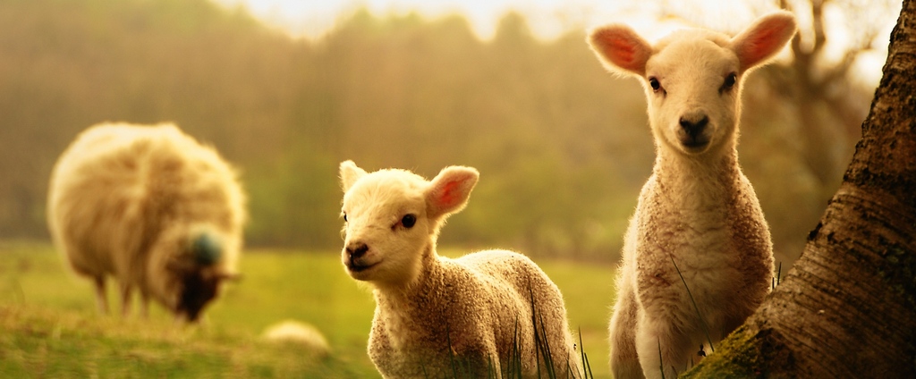 Объявления о сельскохозяйственных животных | ЗооТом - продажа, вязка и услуги для животных в Промышленной