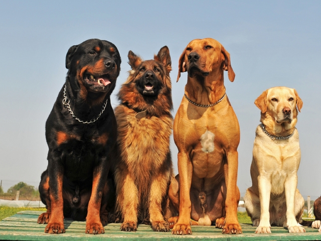 Крупные породы собак в Промышленной | ЗооТом портал о животных